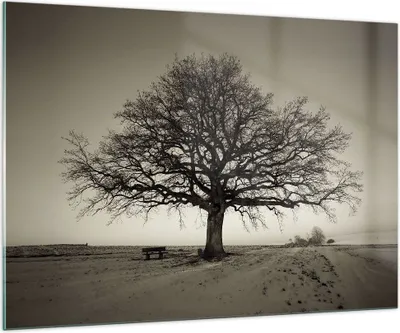 Produktbild von Bilder auf glas - Einteilig - Baum Schnee Sepia - 100x70cm - Glasbilder - Wandbilder - Bilder - zum Aufhängen bereit - Wanddekoration aus Glas - Glas Bilder - Wandbild auf Glas - GAA100x70-4161