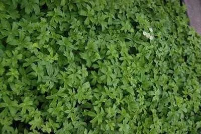 Produktbild von 6 x Astrantia major 'Superstar'® ( 'white giant') - Sterndolde - Topf 9 x 9 cm