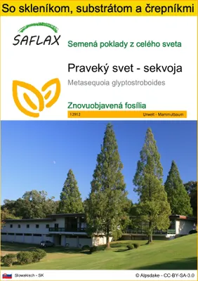 Obrázok produktu pre SAFLAX Kultivačný set - Praveký svet - sekvoja - Metasequoia glyptostroboides - 60 Semená - S mini skleníkom, pestovateľským substrátom a 2 črepníkmi