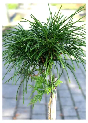 Produktbild von Lebensbaum Thuja plicata Whipcord Hochstamm immergrün 40-50 cm