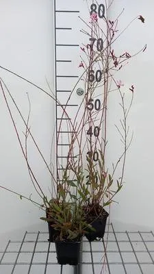 Immagine prodotto di 6 x Gaura lindh. 'Geyser Pink' ( oenothera lindh.) - Gaura - vaso 9 x 9 cm