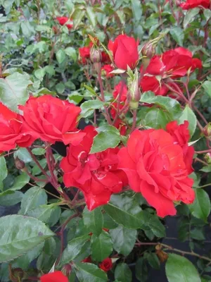 Produktbild von Rosa La Sevillana ® - Strauchrose La Sevillana ® - Meilland Rose