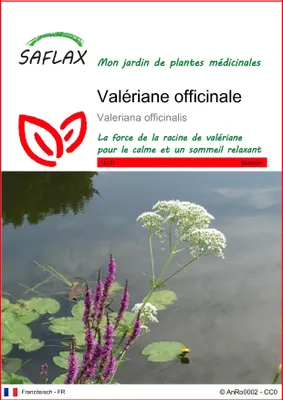 Image de SAFLAX  - Valériane officinale - 200 graines - Valeriana