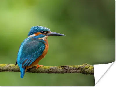 Produktbild von MuchoWow® Poster Eisvogel - Zweig - Moos - Vogel - Grün 160x120 cm - Foto Plakat