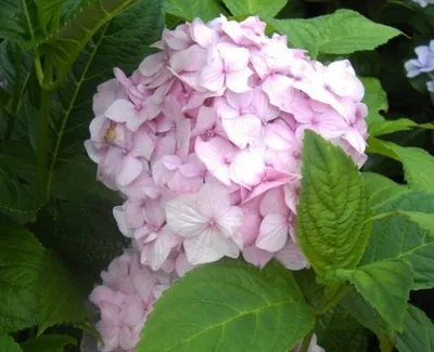 Produktbild von Bauernhortensie Nikko Blue - Ballhortensie - Hydrangea macrophylla Nikko Blue