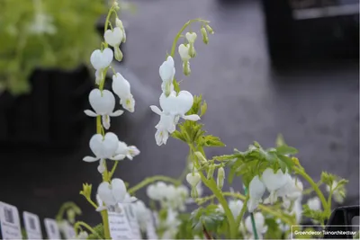 Image de 6 x Dicentra Spectabilis 'Alba' - Cœur larmoyant - pot 9x9 cm