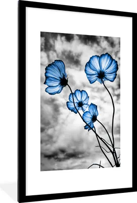 Produktbild von MuchoWow® MuchoWow® Gerahmtes Poster Blumen - Blau - Schwarz - Weiß 60x90 cm - Poster mit zchwarzem Bilderrahmen - Dekoration - Wandposter Wohnzimmer - Hochwertig