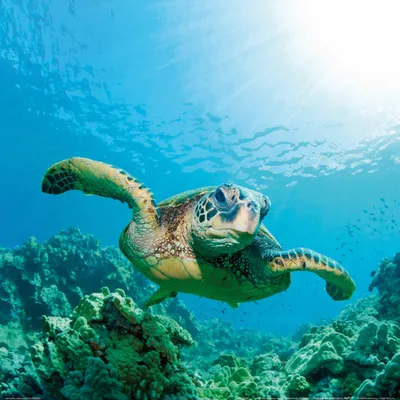 Produktbild von Unterwasserwelt Kunstdruck Bild - Meeres-Schildkröteœber Sonnendurchflutetem Korallenriff (40 x 40 cm)