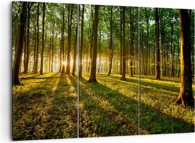 Produktbild von Bild auf Leinwand - Leinwandbild - Wald grün Sonnenstrahlen Natur - 105x70cm - Wand Bild - Wanddeko - Leinwanddruck - Bilder - Kunstdruck - Wanddekoration - Leinwand bilder - Wandkunst - CE105x70-2510
