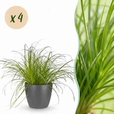 Obrázek produktu pro Cyperus Alternifolius Zumula – kočičí tráva, sada 4 kusů pokojových rostlin v šedém květináči