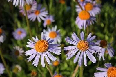 Productafbeelding van 6 x Aster 'Warnsburgstern' - Herfstaster - Pot van 9 x 9 cm