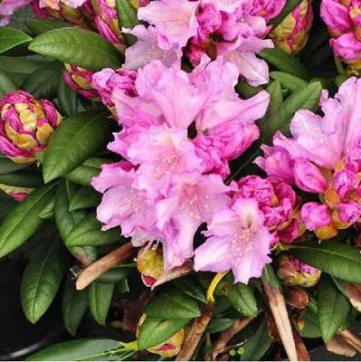 Immagine prodotto di Rododendro 'Caroline Allbrook' | 25-30 cm in vaso