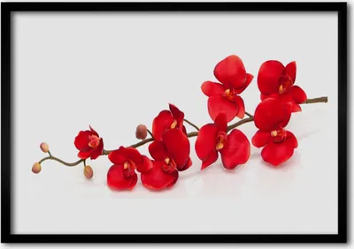 Produktbild von Bild 70x50 MDF-Rahmen Wandkunst Blumen Pflanzen