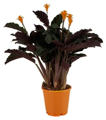 Zdjęcie produktu dla Bloomique - Calathea Crocata - Eternal Flame - Roślina doniczkowa - Oczyszczająca powietrze - Kwitnąca - Łatwa w utrzymaniu - Wysokość 40-50 cm - Doniczka 14 cm, Obraz wygenerowany przez AI