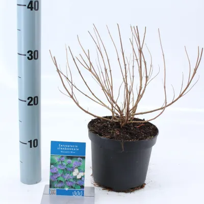 Obrázek produktu pro Caryopteris cland. 'Heavenly Blue' – vousovka  | 50–60 cm v květináči