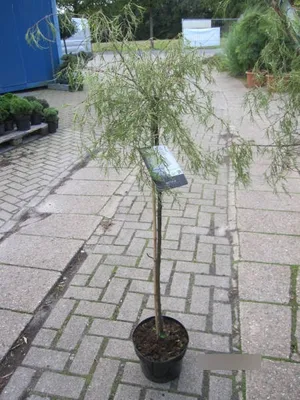 Produktbild von Hochstamm Trauerbirke / Hängebirke Karaca ® - Betula pendula Karaca ® - 80cm Stamm