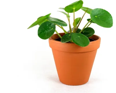Obrázok produktu pre Gardners Pilea peperomioides, priemer 12-13 cm