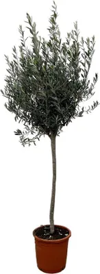 Productafbeelding van Europese olijfboom - 160 cm - diameter 24 cm