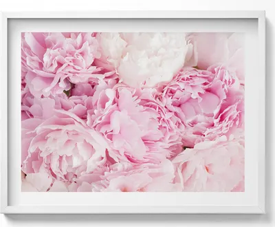 Produktbild von Zarte Pfingstrosenblüten– Wandbild mit Rahmen – Gerahmtes Bild  – Wanddekoration – 80x60 cm –  Weiß Rahmen