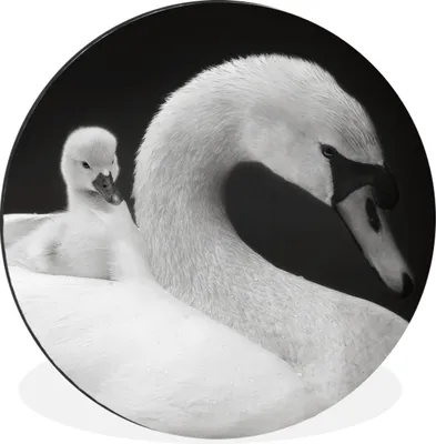 Produktbild von MuchoWow® Aluminium Wandkreis Weißer Schwan und sein Küken Ø 90 cm Wanddeko Modern Wohnzimmer - Mauerkreis - Wandbilder - Runde Bild - Bild aus Aluminium - Schlafzimmer - Wohnzimmerdekoration - Wand Dekoration