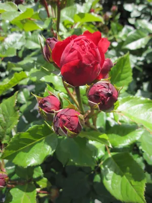 Produktbild von Beetrose Red Leonardo da Vinci ® - Romantic-Rose - Rosa Red Leonardo da Vinci ® - Meilland Rose - ADR Rose