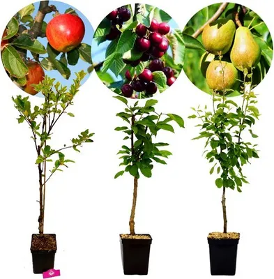 Produktbild von Set mit 3 Obstbäumen – 1 Apfel, 1 Birne, 1 Kirsche – Höhe +100 cm – 5-Liter-Topf – Mischung A