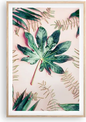 Produktbild von Gerahmtes Poster - Rahmen in heller Eiche - Blatt Tropisch Palme - 61x91,5 cm - Wand Bild - Wanddeko - Wandbilder - Wandposter - Bilderrahmen - Bilder - Kunstdruck - Wandbild - P2NPA61x91-4314