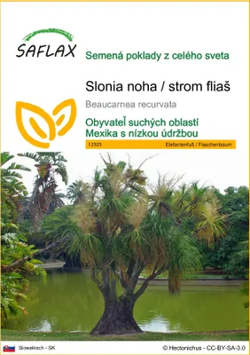 Obrázok produktu pre SAFLAX - Slonia noha / strom fliaš - Beaucarnea recurvata - 10 Semená