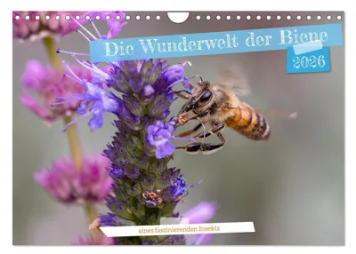 Produktbild von Die Wunderwelt der Biene (Wandkalender 2026 DIN A4 quer), CALVENDO Monatskalender