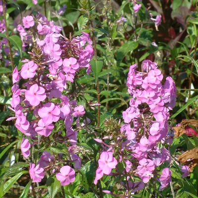 Image de 6 x Phlox maculata « Alpha »  | Pot 9 cm x 9 cm