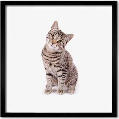Produktbild von Bild - 50 cm x 50 cm - MDF - Rahmen, Wandkunst - Katze