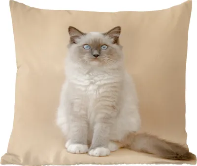 Produktbild von MuchoWow® Zierkissen Sofakissen Wohnzimmer Dekokissen 50x50 cm Katze - Siamese - Porträt - Mädchen - Kinder - Jungen - Kinder - Komfort - Sofakissen