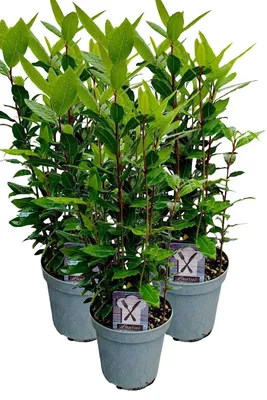 Produktbild von Enseleits 3er Set Lorbeer Pflanze, gewürzlorbeer, Laurus nobilis, im 15cm Topf