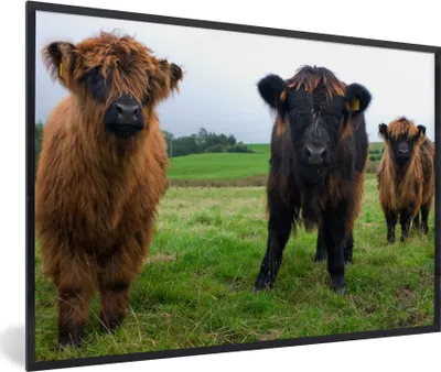 Produktbild von MuchoWow® Gerahmtes Poster Schottische Highlander - Kühe - Natur - Grün - Gras 90x60 cm - Poster mit Schwarzem Bilderrahmen Wandposter Rahmen Foto Bilder - Fotorahmen - Foto-Plakat