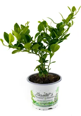 Produktbild von Enseleits Kaffir Limette - Kaffernlimette