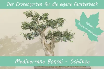 Artikelbild 1 von 'Anzuchtset Mediterrane Bonsai-Schätze' aus der Kategorie Anzuchtsets