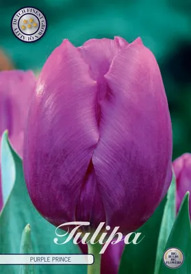 Artikelbild 2 von 'Tulpe Purple Prince (10 Stück)' aus der Kategorie Tulpenzwiebeln