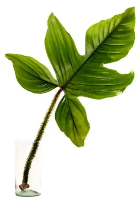 Obrázok produktu pre Gardners Philodendron squamiferum – odrezok na zakorenenie