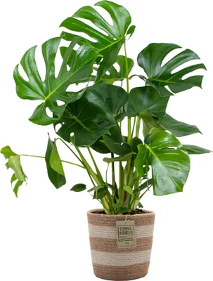 Image de Bloomique - Monstera Deliciosa - Monstera - Plante d’intérieur - Dépolluante - Facile à entretenir - Hauteur 70-80 cm - Panier en jute 21 cm