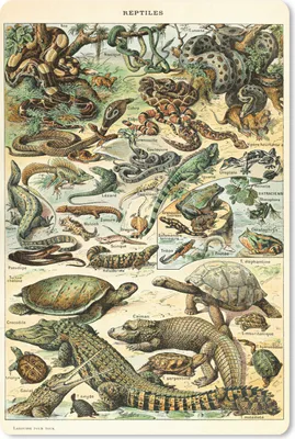 Produktbild von MuchoWow® Mauspad Mousepad Reptilien - Tiere - Natur 40x60 cm - Mousepads - Maus Mat - Pad - Mausunterlage - Schreibtisch Accesoire