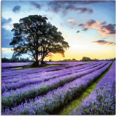 Produktbild von ARTland Leinwandbild Lavendelfeld II Größe: 40x40 cm