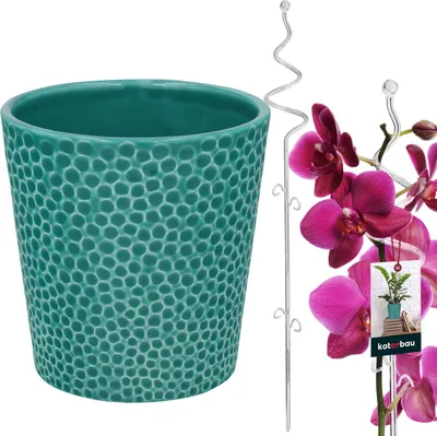 A turquoise ceramic pot with a textured surface and a silver plant support next to pink orchids.