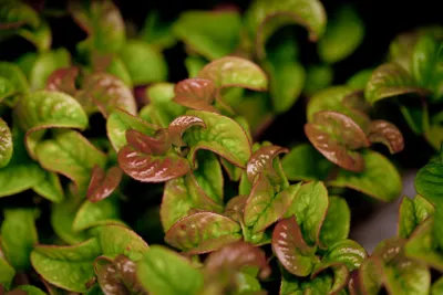 Produktbild von Leucothoe axillaris 'Curly Red', Traubenmyrte, rot, 20–30 cm