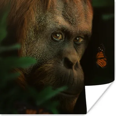 Produktbild von MuchoWow® Poster Tiere - Affe - Natur 50x50 cm - Wohnzimmerdekoration