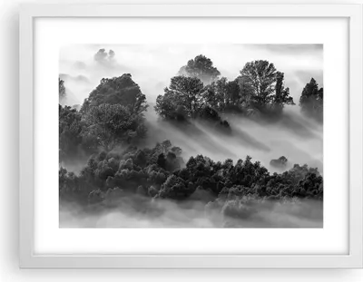 Produktbild von Gerahmtes Poster - Weißer Rahmen - Schwarzweiß Bäume Nebel - 40x30 cm - Wand Bild - Wanddeko - Wandbilder - Kunstposter - Wandposter - Bilderrahmen - Bilder - Kunstdruck - P2WAA40x30-4510