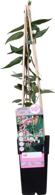 Zdjęcie produktu dla Wiciokrzew Lonicera henryi – wiecznie zielona roślina pnąca, średnica 15 cm, wysokość 65 cm, pachnąca