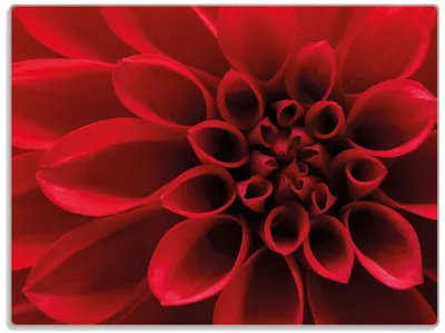 Produktbild von Wallario Glasunterlage, Schneidebrett aus Glas, Größe 30 x 40 cm, Motiv Rote Dahlienblüte in Nahaufnahme