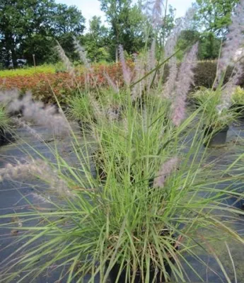 Produktbild von Orient-Lampenputzergras - Pennisetum orientale