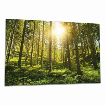Produktbild von Wallario Herdabdeckplatte aus Glas, Größe 90 x 52 cm 1-teilig, Motiv Sonnenstrahlen im Nadelwald mit Moos und Farn