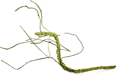 Obrázek produktu pro BioBranch Green Liana S pro terária 25-45 cm